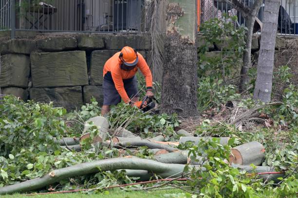 Tree Removal for Businesses in Green Knoll, NJ